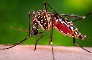 ヒトスジシマカ(Aedes albopictus)