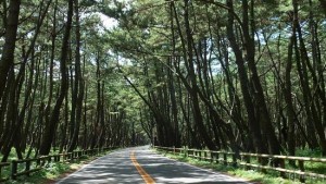 九州・唐津市の「虹の松原」 道路に天蓋のように茂ったクロマツ林。