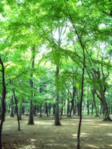 最初のモリパパHPに使用った森のイメージ