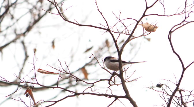 駒場野公園の冬に野鳥撮影
