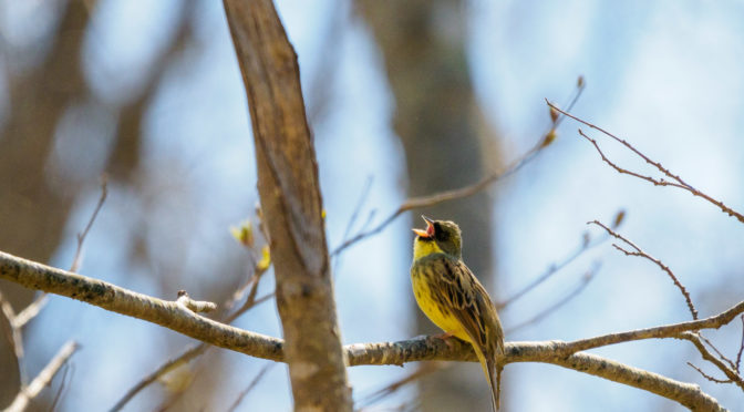 北海道の春の野鳥たち