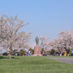 戸田記念墓園５･３の桜