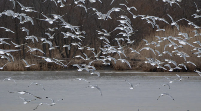 群れるカモメとスズガモ